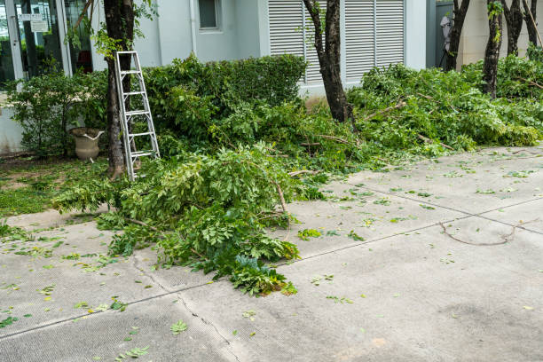 West Park, FL  Tree Services Company